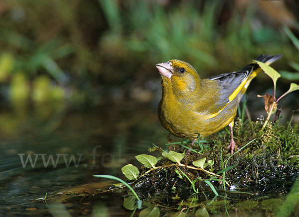 Grünfink (Carduelis chloris)