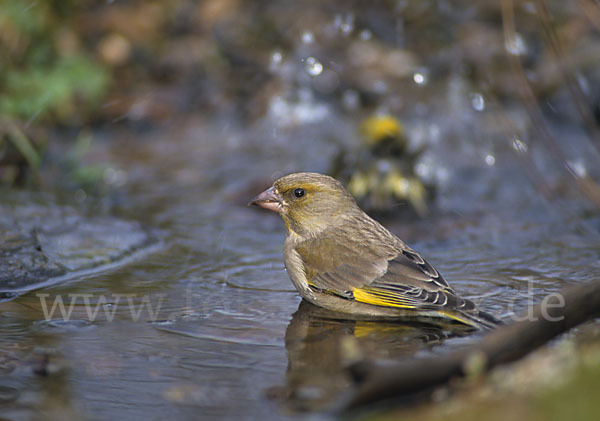 Grünfink (Carduelis chloris)