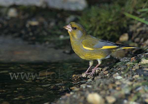 Grünfink (Carduelis chloris)