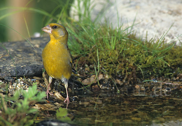 Grünfink (Carduelis chloris)