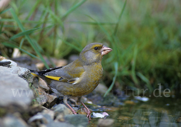 Grünfink (Carduelis chloris)