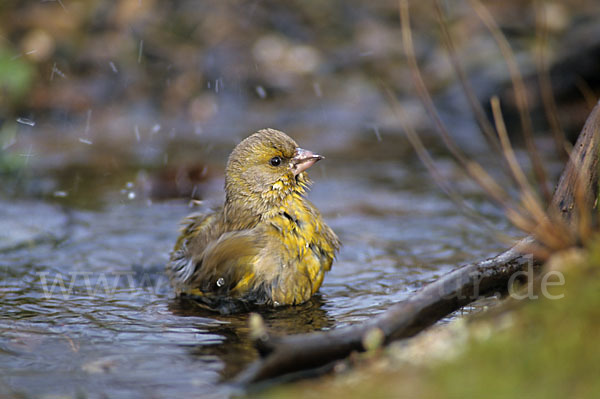 Grünfink (Carduelis chloris)