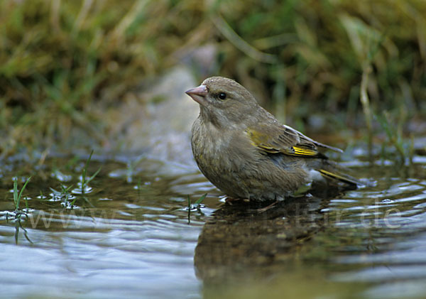 Grünfink (Carduelis chloris)