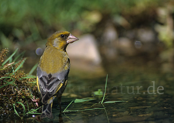 Grünfink (Carduelis chloris)