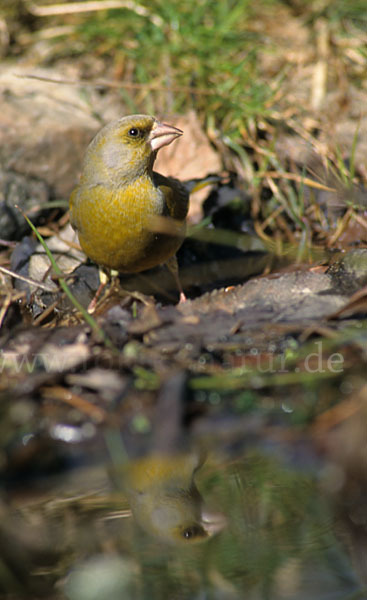 Grünfink (Carduelis chloris)