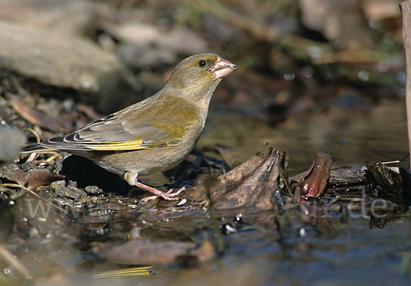 Grünfink (Carduelis chloris)