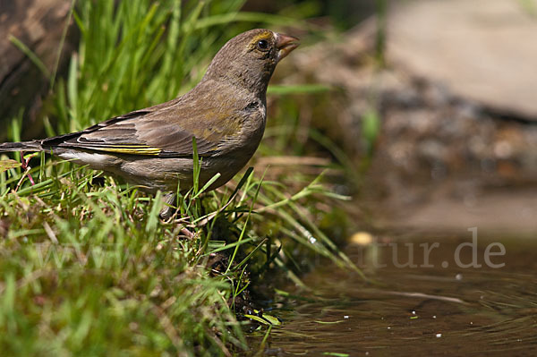 Grünfink (Carduelis chloris)