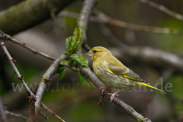 Grünfink (Carduelis chloris)