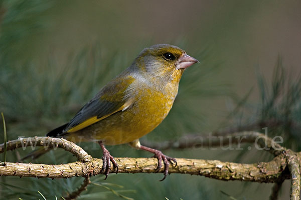 Grünfink (Carduelis chloris)