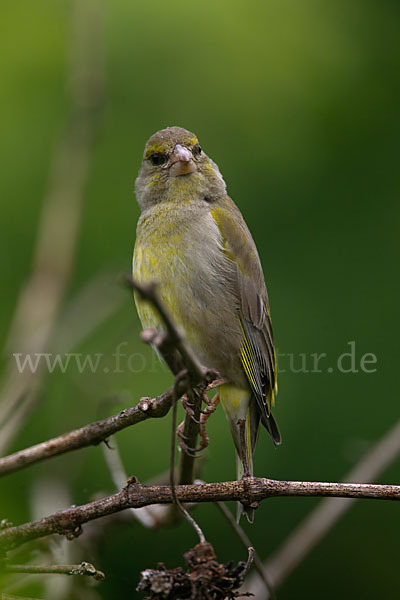 Grünfink (Carduelis chloris)