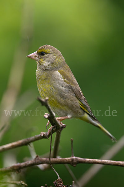 Grünfink (Carduelis chloris)