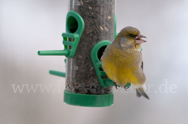 Grünfink (Carduelis chloris)