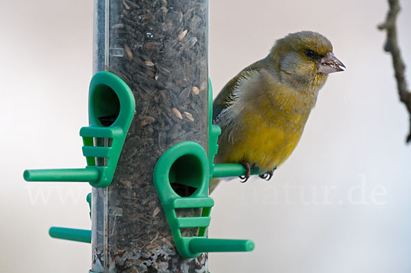 Grünfink (Carduelis chloris)