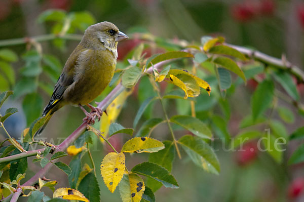 Grünfink (Carduelis chloris)