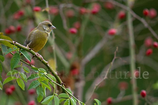 Grünfink (Carduelis chloris)