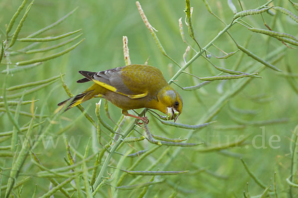 Grünfink (Carduelis chloris)