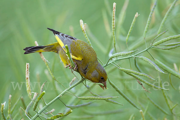 Grünfink (Carduelis chloris)