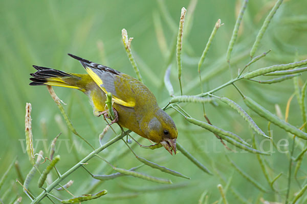 Grünfink (Carduelis chloris)