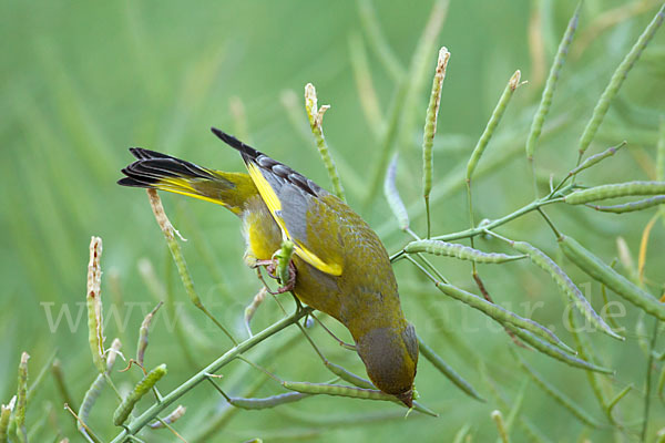 Grünfink (Carduelis chloris)