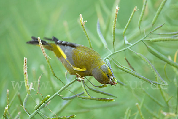 Grünfink (Carduelis chloris)