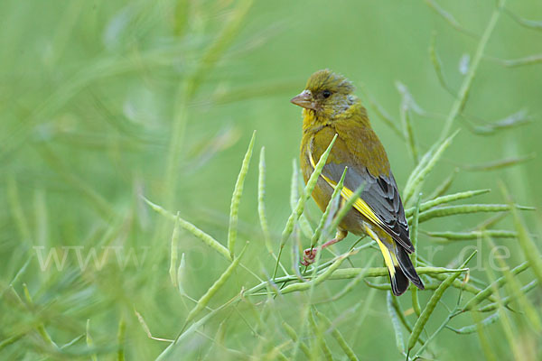 Grünfink (Carduelis chloris)