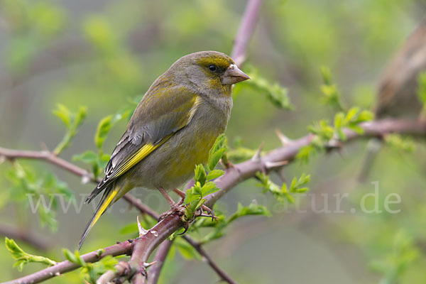 Grünfink (Carduelis chloris)