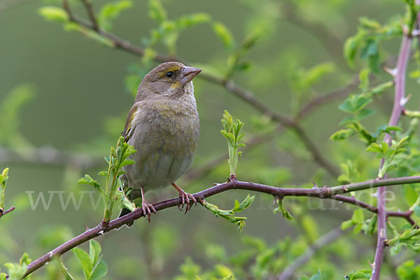 Grünfink (Carduelis chloris)