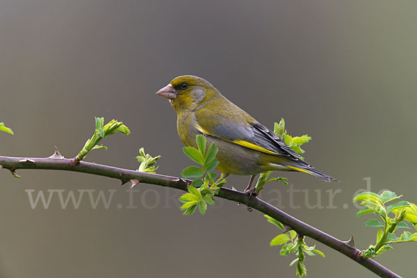 Grünfink (Carduelis chloris)