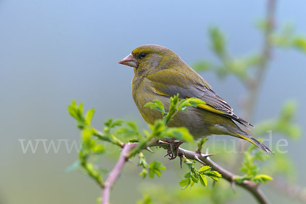 Grünfink (Carduelis chloris)