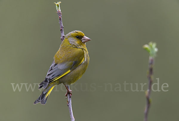 Grünfink (Carduelis chloris)