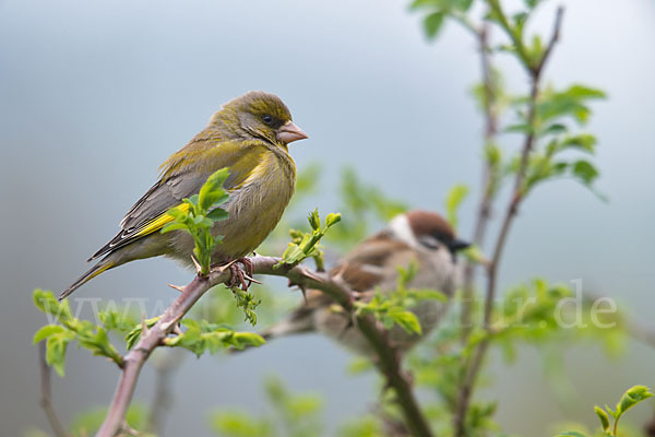 Grünfink (Carduelis chloris)