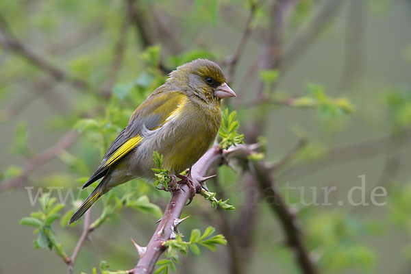 Grünfink (Carduelis chloris)