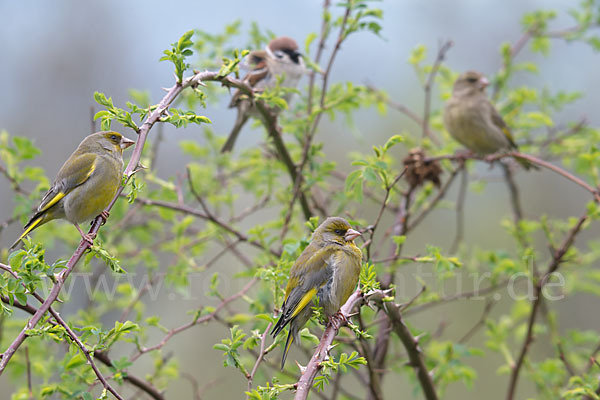 Grünfink (Carduelis chloris)