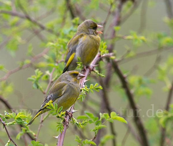 Grünfink (Carduelis chloris)