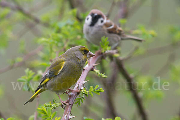 Grünfink (Carduelis chloris)