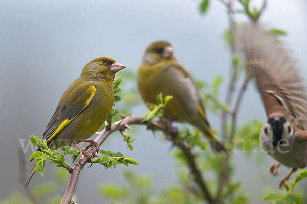 Grünfink (Carduelis chloris)