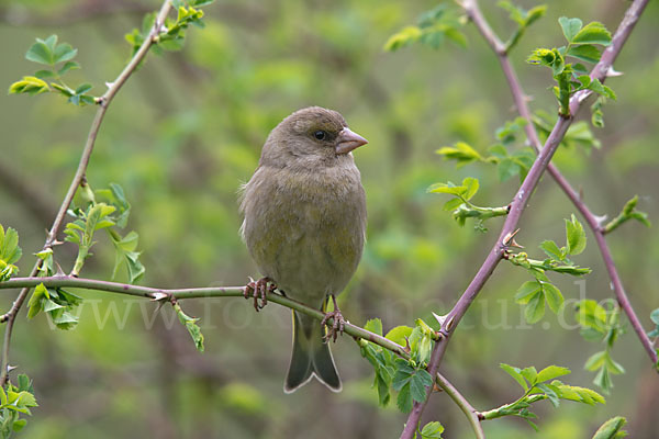 Grünfink (Carduelis chloris)