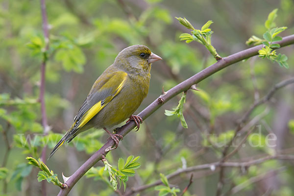 Grünfink (Carduelis chloris)