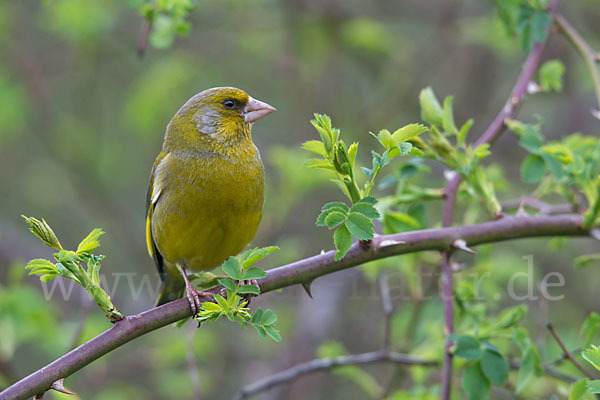 Grünfink (Carduelis chloris)