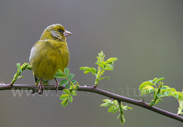 Grünfink (Carduelis chloris)