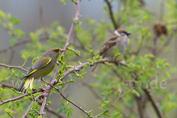 Grünfink (Carduelis chloris)