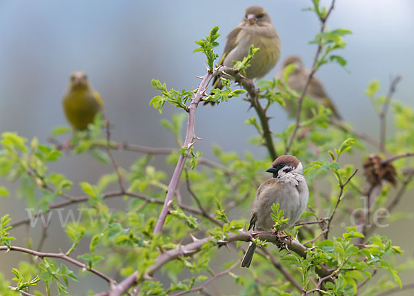 Grünfink (Carduelis chloris)