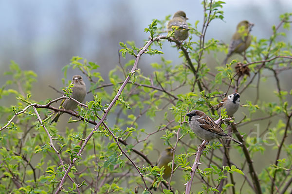 Grünfink (Carduelis chloris)