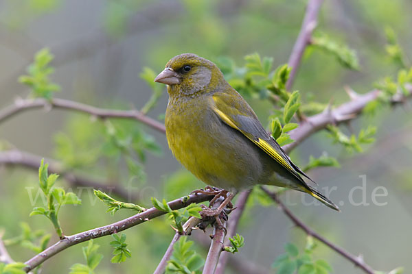 Grünfink (Carduelis chloris)