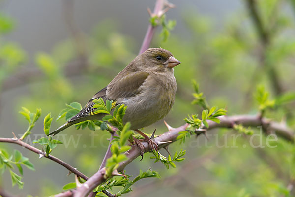 Grünfink (Carduelis chloris)