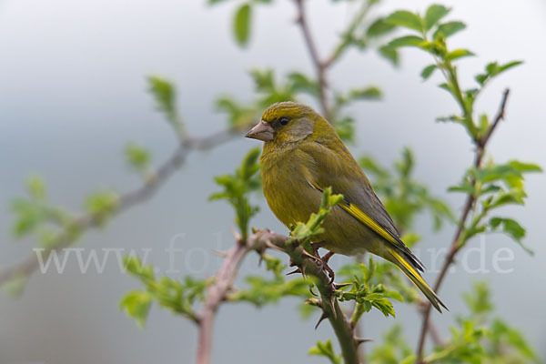 Grünfink (Carduelis chloris)