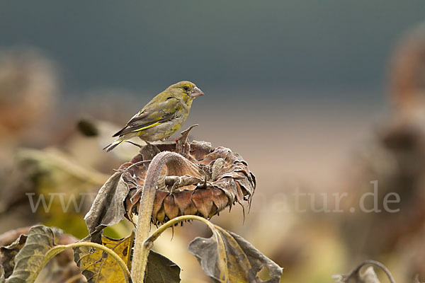 Grünfink (Carduelis chloris)