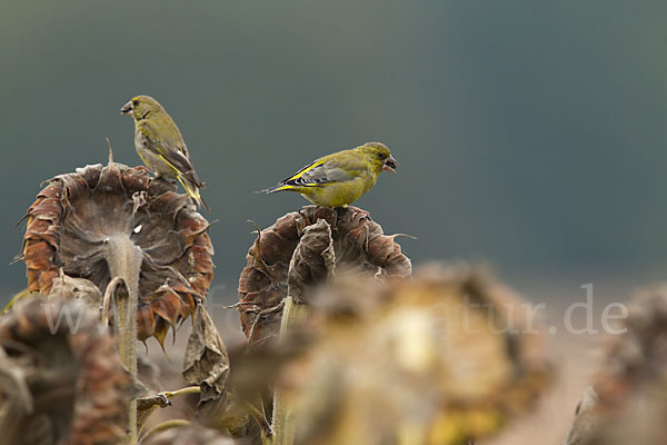 Grünfink (Carduelis chloris)