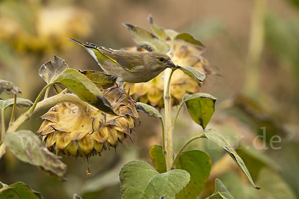 Grünfink (Carduelis chloris)