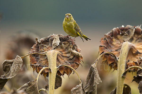 Grünfink (Carduelis chloris)